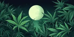 A Guide to Celebrating the Full Moon with Cannabis