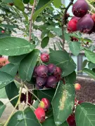 It’s serviceberry season. What the heck is a serviceberry? 